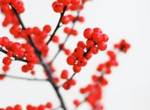 Spread Holiday Joy with Quotes of Peace