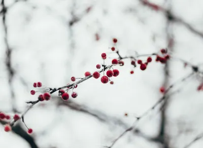 Spread Holiday Joy with Heartwarming Wishes and Sayings