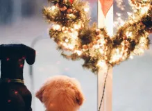 Spread Joy This Holiday Season with These Festive Phrases 🎉🎄✨