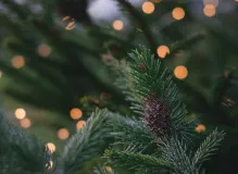 Spread Holiday Cheer with these Boss-Approved Wishes and Quotes 🎄🎁