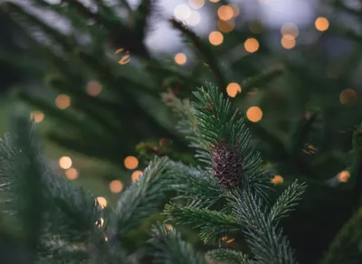 Spread Holiday Cheer with these Boss-Approved Wishes and Quotes 🎄🎁