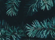 Top 10 Festive Holiday Wishes to Impress Your Boss 🎄🎁