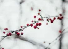 Spread Holiday Cheer in Your Business with These Inspiring Wishes 😍🎁