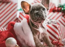 Spread Holiday Wishes, Quotes, and Peace for Joyous Celebrations