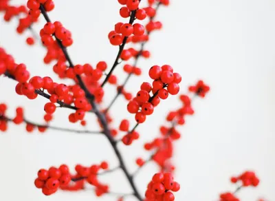 Spread Holiday Joy with Quotes of Peace