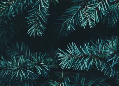 Top 10 Festive Holiday Wishes to Impress Your Boss 🎄🎁